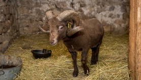 Viikingite jöulud tallis